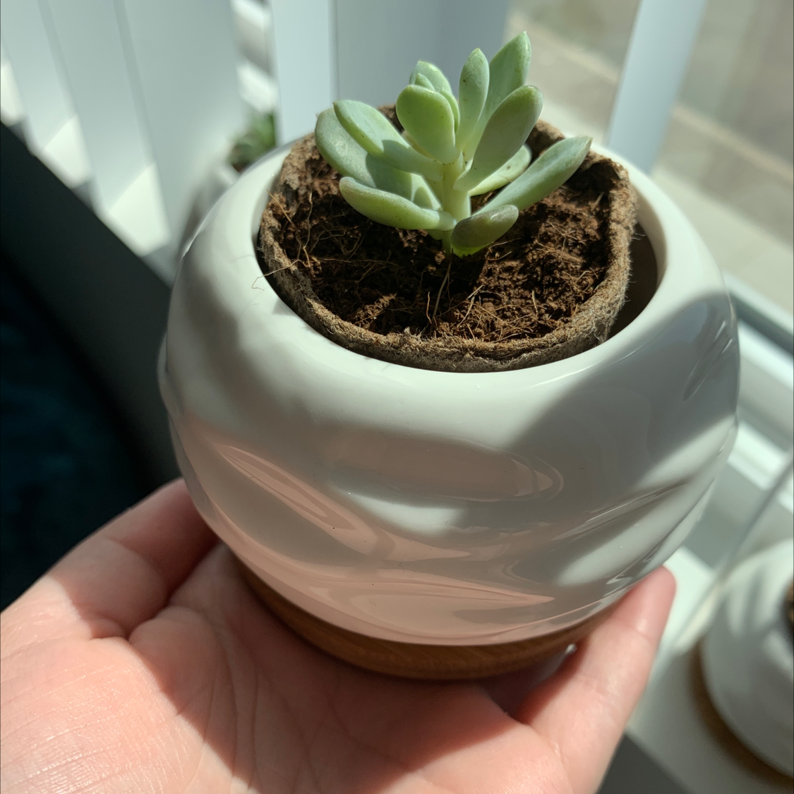 Echeveria Runyonii plant in a white pot held by a hand, with visible soil.