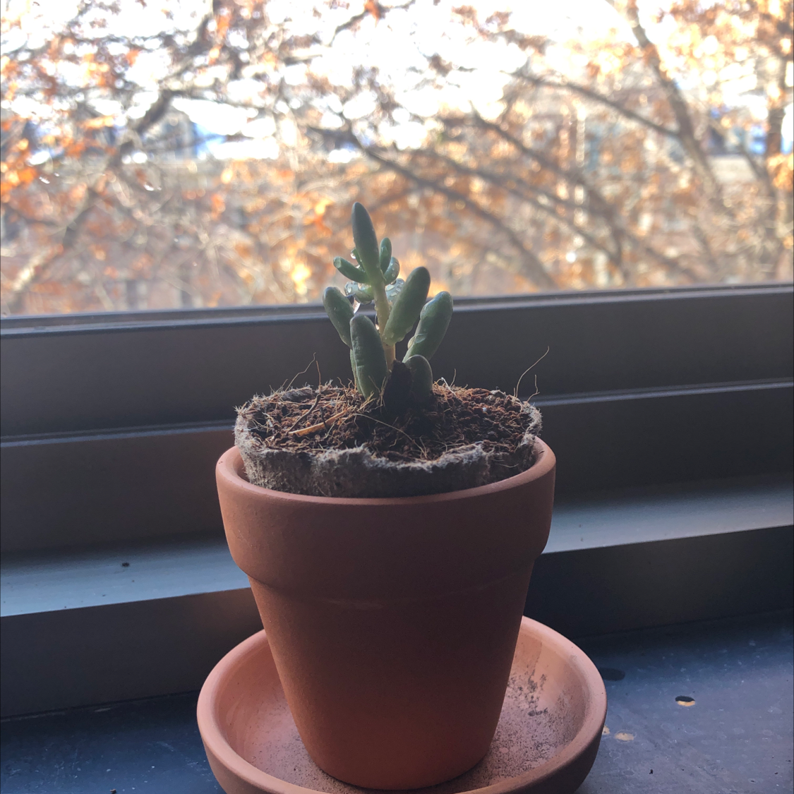 Jelly Bean Plant in a terracotta pot on a windowsill, healthy and well-framed.