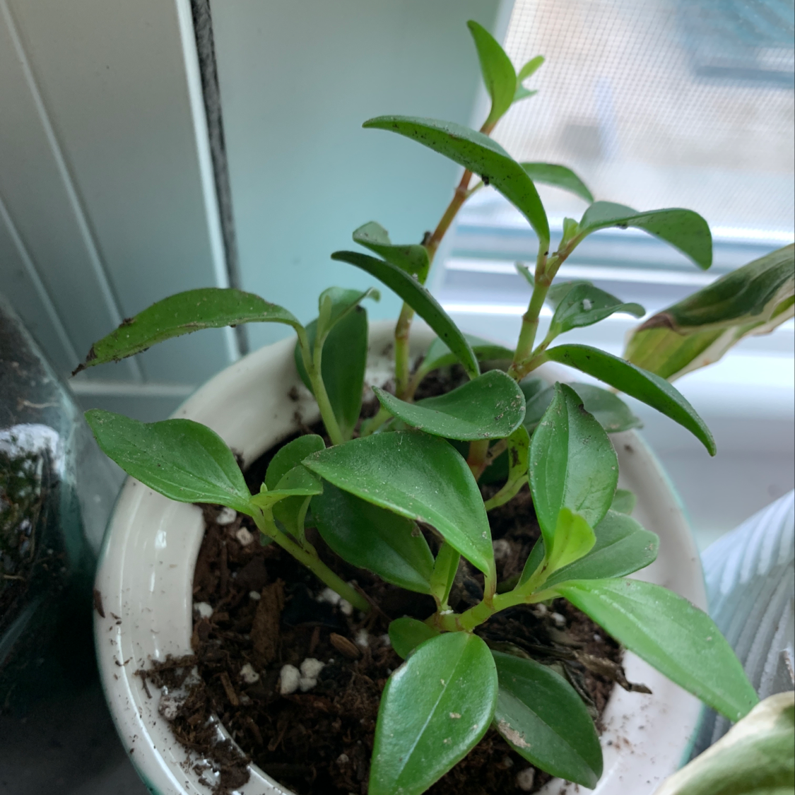 Plant care for Bob Cee on Greg, the plant care app