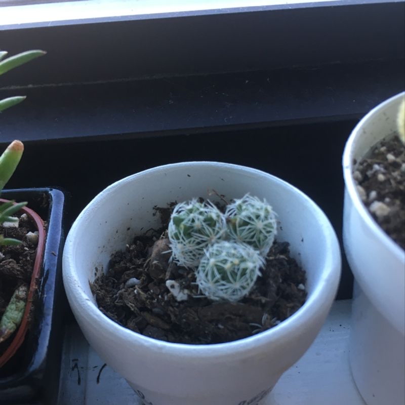 Plant care for African Milk Bush on Greg, the plant care app