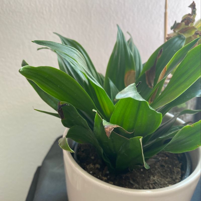 Healthy Cornstalk Dracaena houseplant with long green leaves in a white ceramic pot, well-framed image with plant in focus.