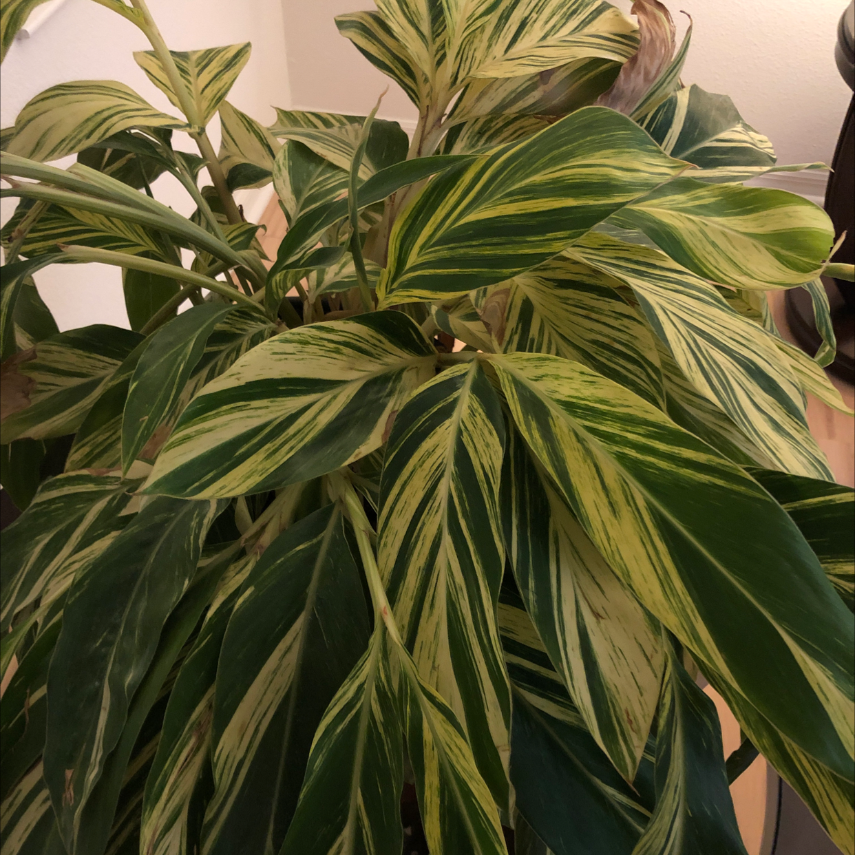 Variegated Shell Ginger plant with healthy variegated leaves.