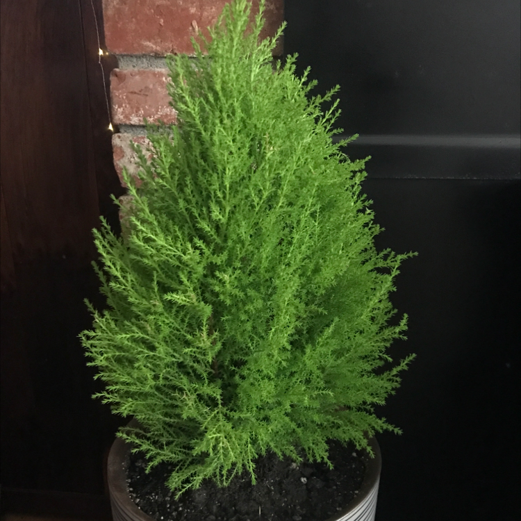 Photo of the plant species Hesperocyparis Macrocarpa by Juen named Lemon Cypress on Greg, the plant care app