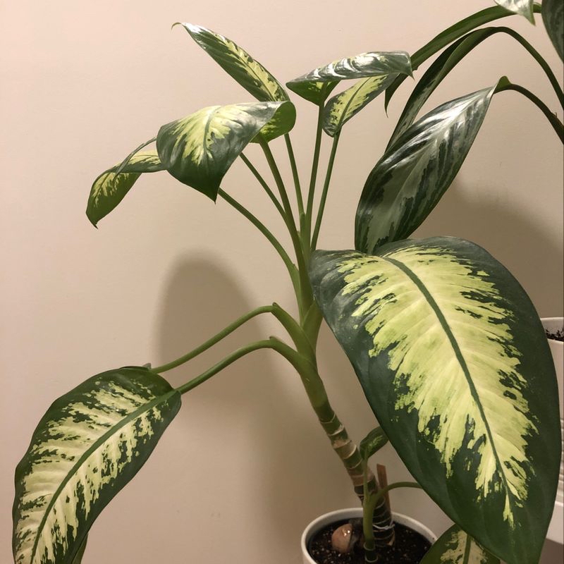 Healthy Dieffenbachia houseplant with large, glossy green leaves featuring creamy white and yellow variegation patterns.
