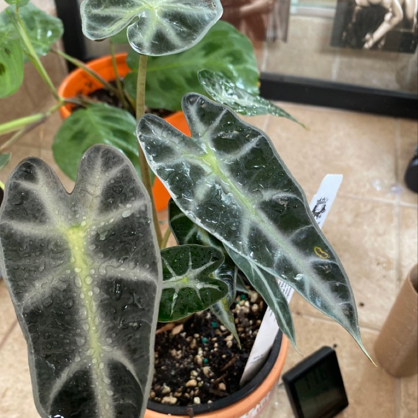Photo of the plant species Flor De Maga by Erika named Zsa Zsa on Greg, the plant care app
