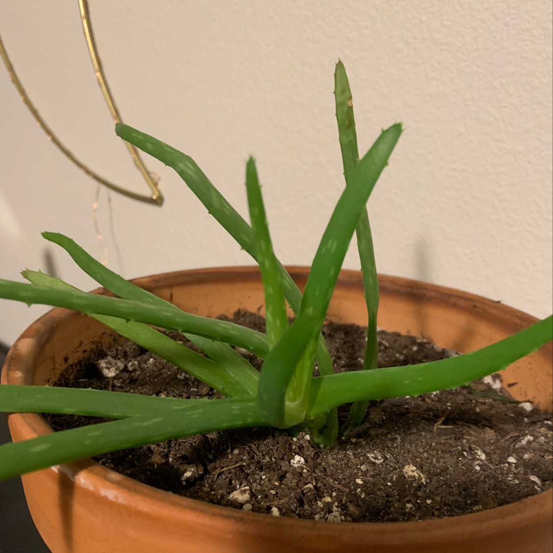 Photo of the plant species Hoya Verticillata Bird Of Paradise by Isabelle named Your plant on Greg, the plant care app