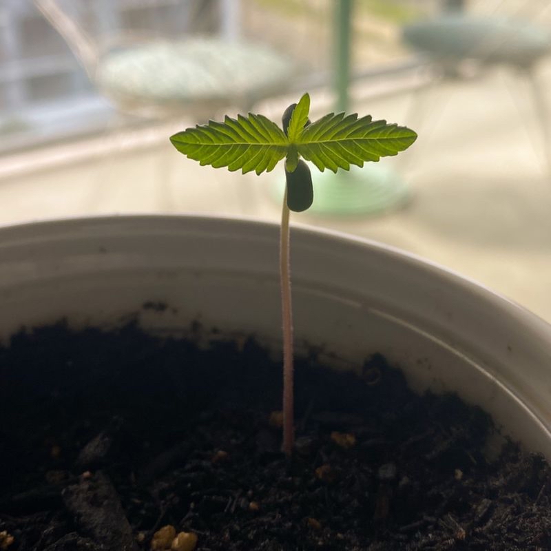 Young Marijuana plant in a pot with visible soil, early growth stage.