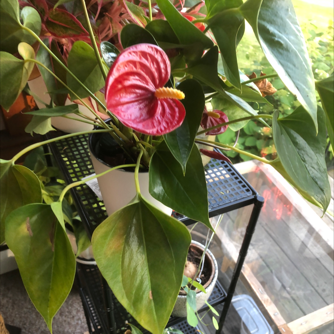 Healthy Painter's Palette plant with lush green leaves and vibrant pink and red flower, on a wooden deck with other items in background.