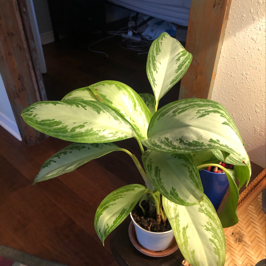 Vibrant Chinese Evergreen plant with lush variegated leaves in a blue pot, well-framed and in focus.