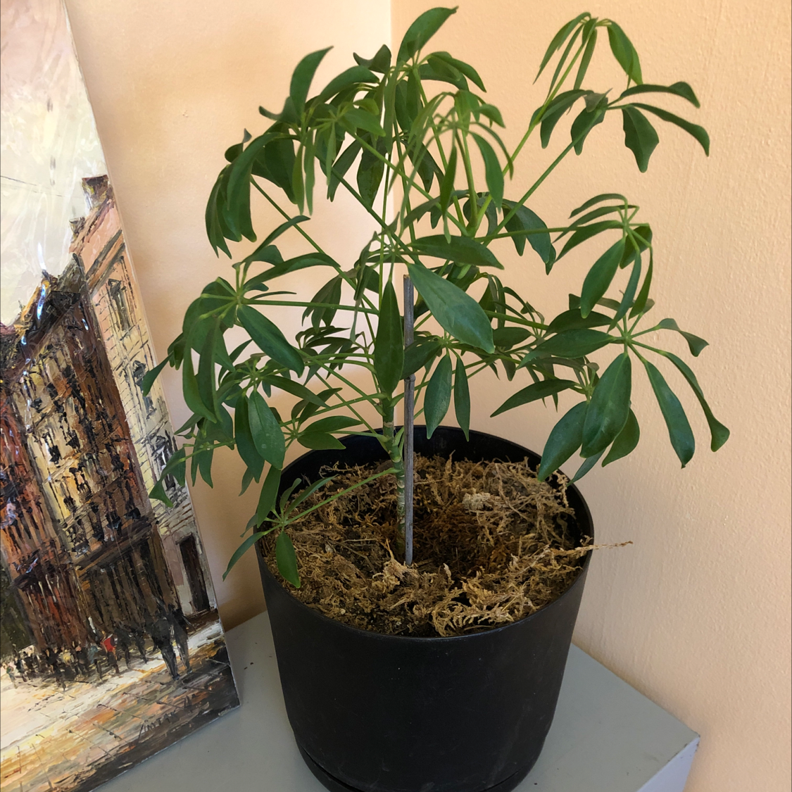 Dwarf Umbrella Tree plant photo by Yulia named Your plant on Greg, the plant care app.