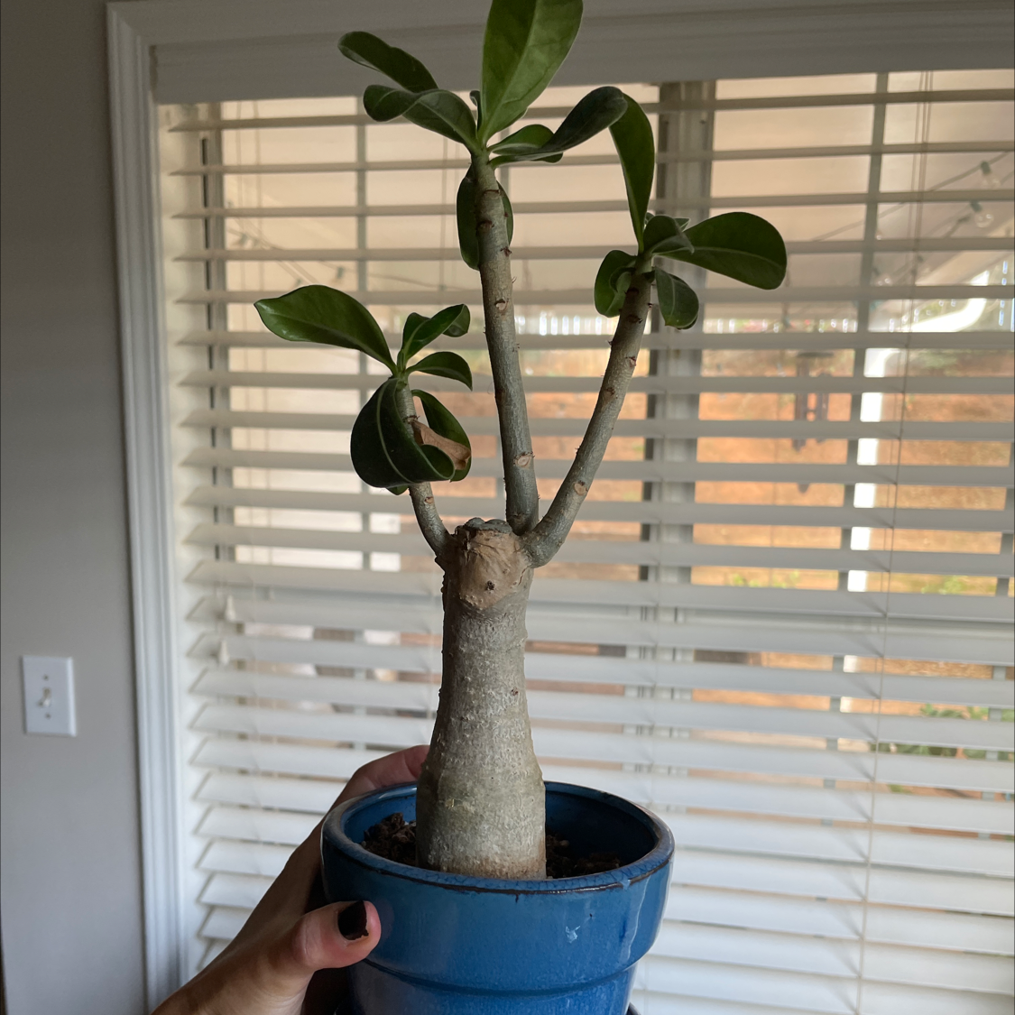 Desert Rose Plant in a blue pot, held by a hand, with healthy green leaves.