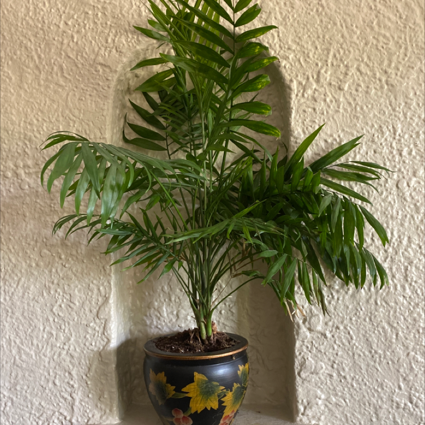 A lush, healthy parlour palm plant with vibrant green foliage in a decorative floral pot, thriving under proper care.