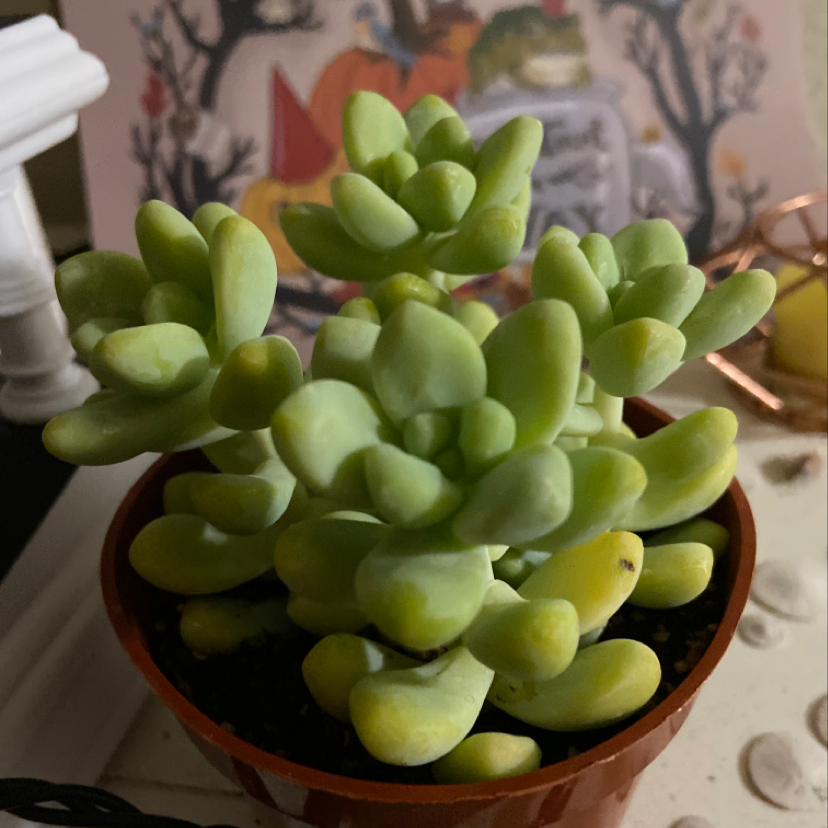 Jelly Bean Plant in a small pot with slightly yellowing leaves.