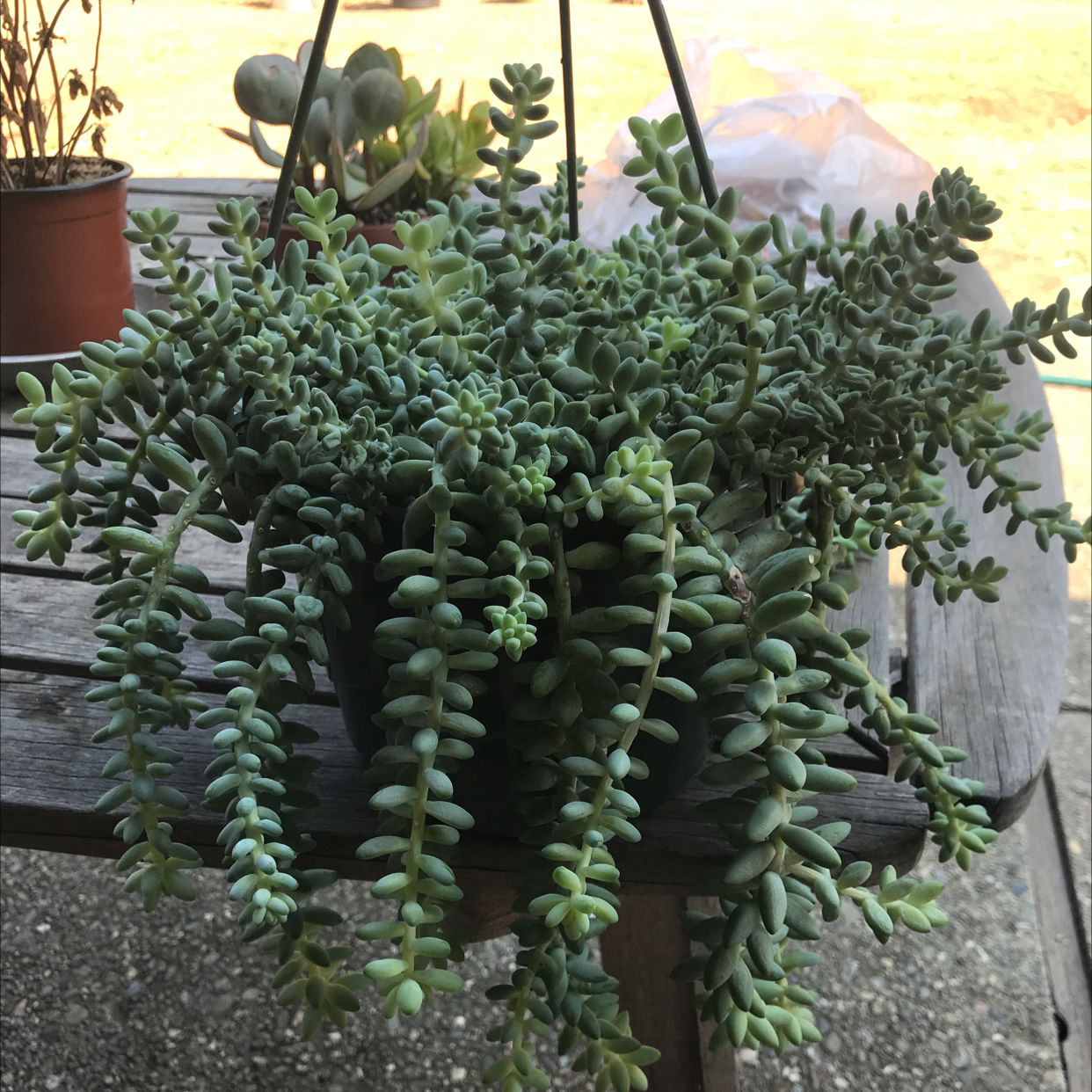 Healthy Burro's Tail succulent with long trailing stems full of plump green leaves, growing in a dark pot outdoors.