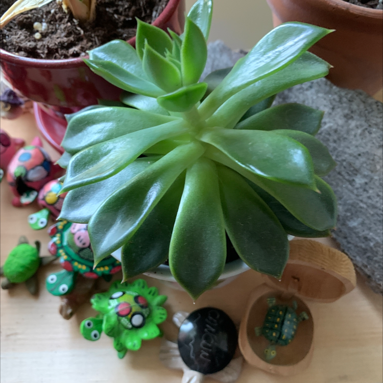 Healthy Lipstick Echeveria succulent with thick green leaves, surrounded by decorative items and other potted plants.
