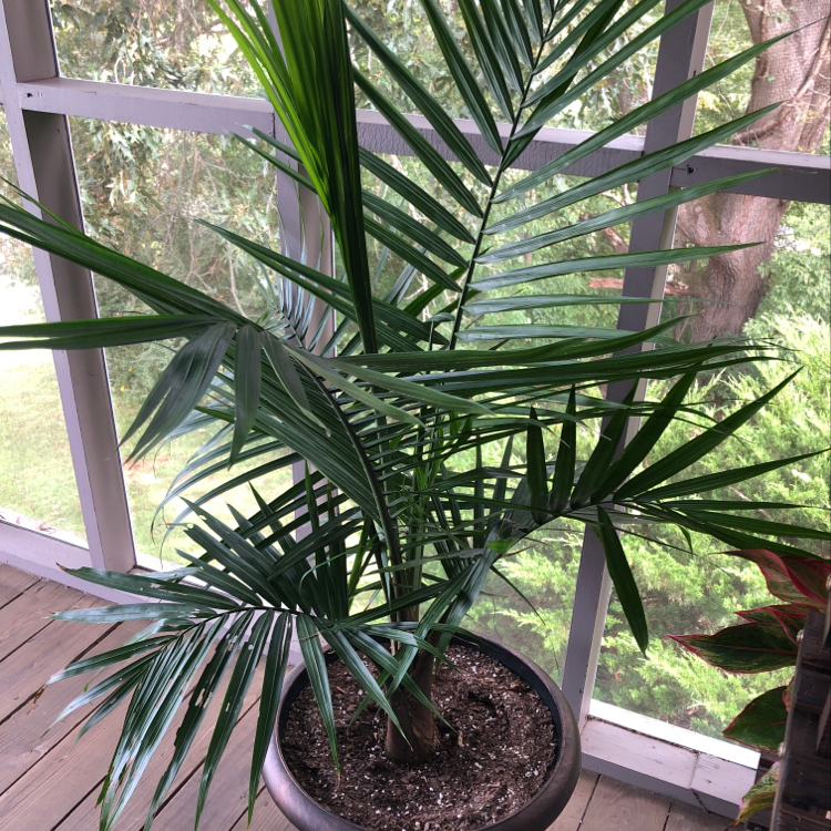 Healthy thriving Majesty Palm in pot, lush green leaves, no damage, bright room with large windows, soil visible.