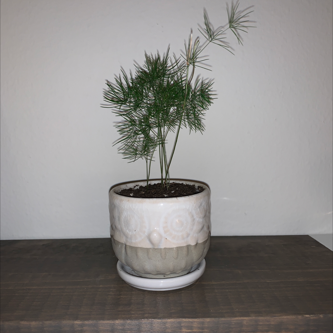 A healthy, lush Asparagus Fern plant with feathery green foliage growing in a white ceramic pot, well-framed against a plain background.