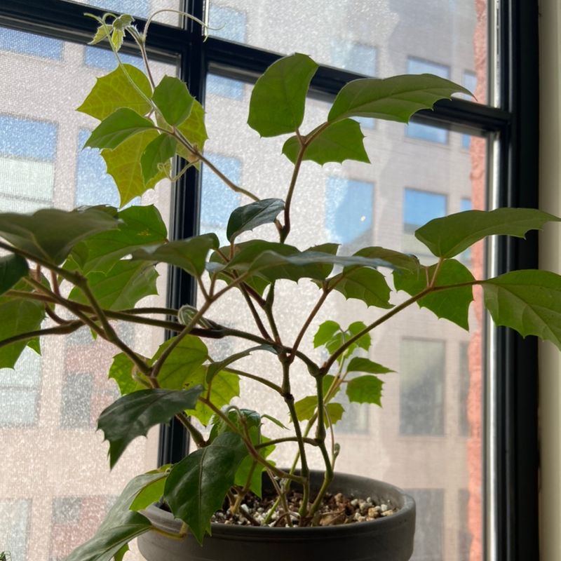 Healthy grape ivy houseplant with lush green leaves growing in a pot by a window with a city view.