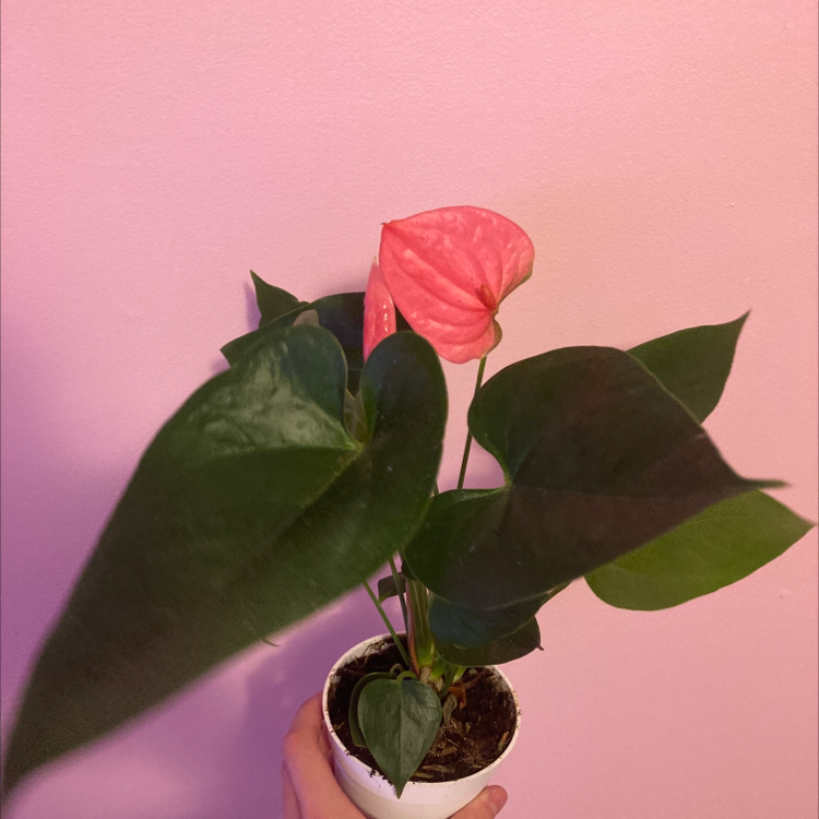 A healthy Painter's Palette plant with green, pink and white variegated leaves in a small pot, held by a hand against a pink background.
