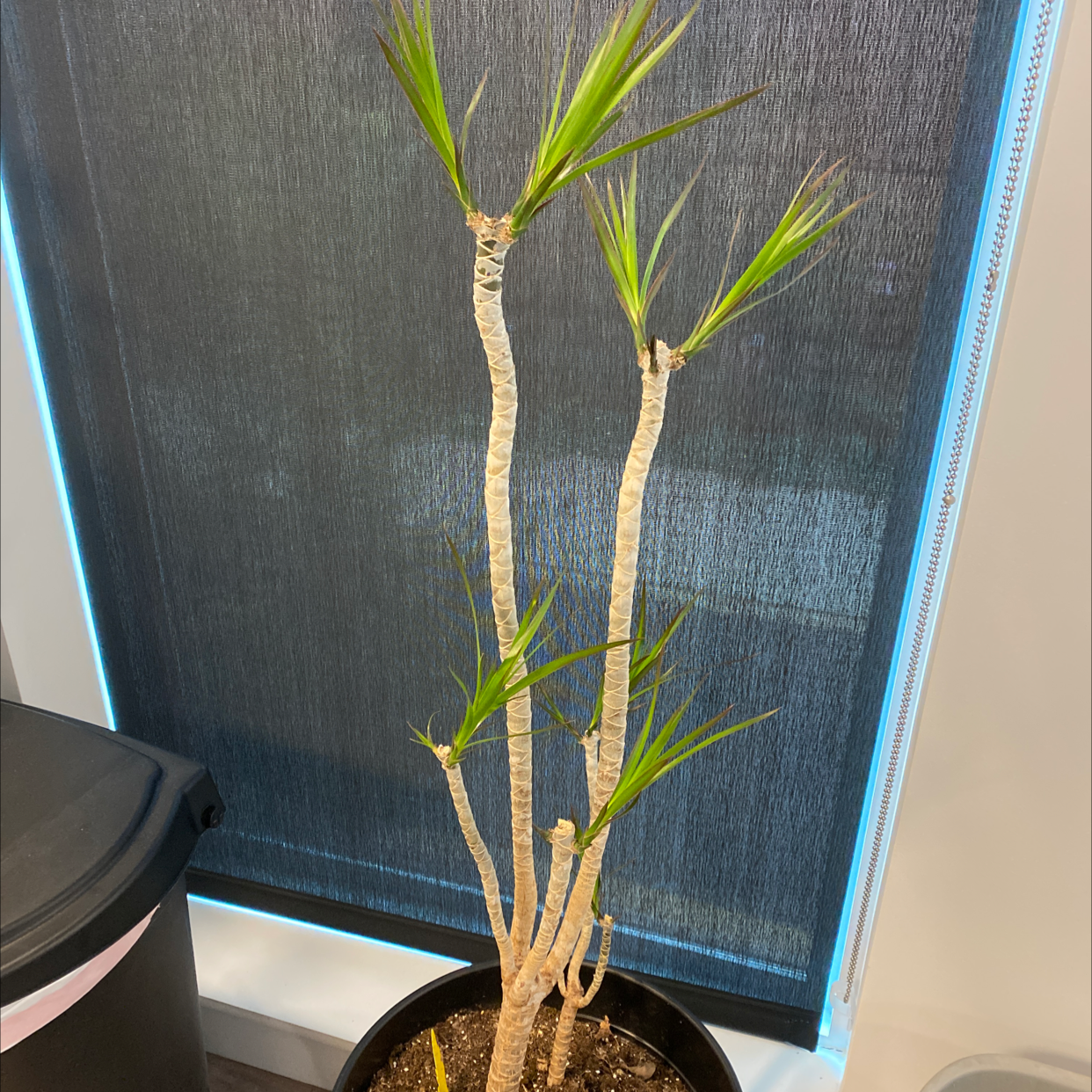 Dragon Tree plant photo by Alison named Fron on Greg, the plant care app.