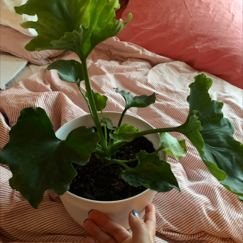 Philodendron Xanadu plant in a white pot with visible soil and a hand holding the pot.