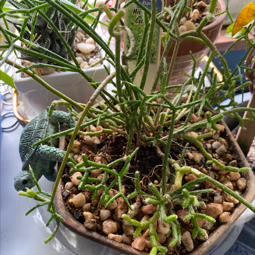 Dancing Bones cactus in a pot with pebbles and a decorative turtle figurine. Some yellowing leaves visible.