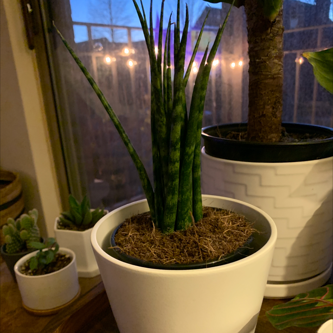 Cylindrical Snake Plant in a white pot with mulch covering the soil.