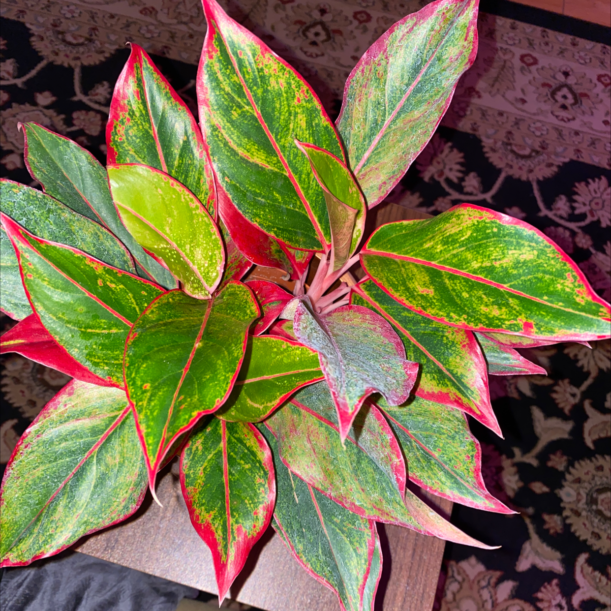 Triostar Stromanthe plant with vibrant green and red-edged leaves, well-framed and centered.