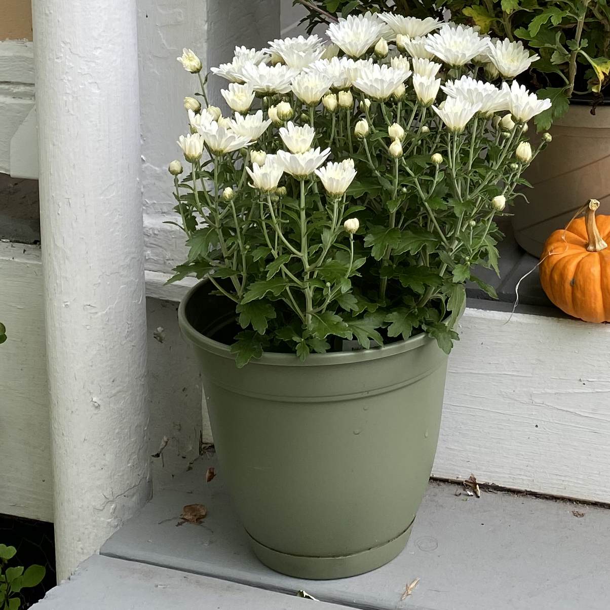 Potted Florist's Daisy with white flowers, healthy and well-framed.