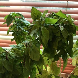 Sweet Basil plant in Ilioupoli, Decentralized Administration of Attica