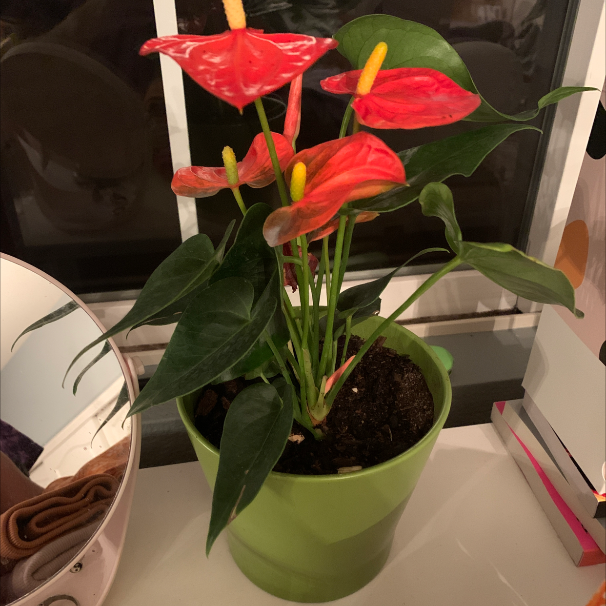 Healthy Painter's Palette plant with vibrant green and red leaves in a green pot, soil visible.