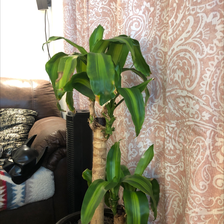 Photo of the plant species Shangri-La by Sophie named Coco on Greg, the plant care app