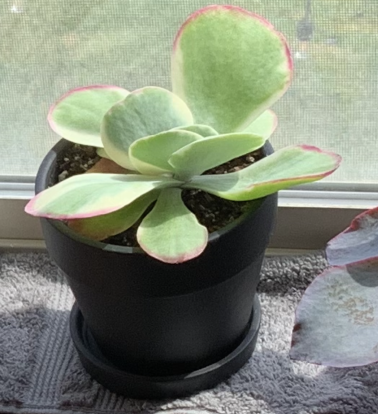 Photo of the plant species Cacti by Samantha named Sol on Greg, the plant care app