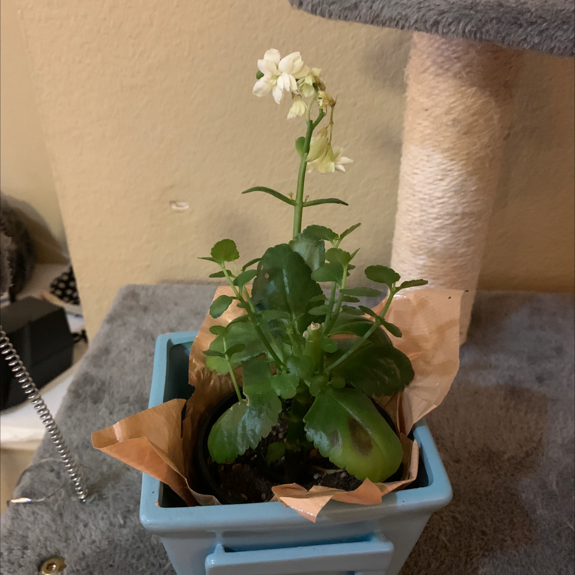Florist Kalanchoe plant photo by @lindseyr named Lucifer on Greg, the plant care app.