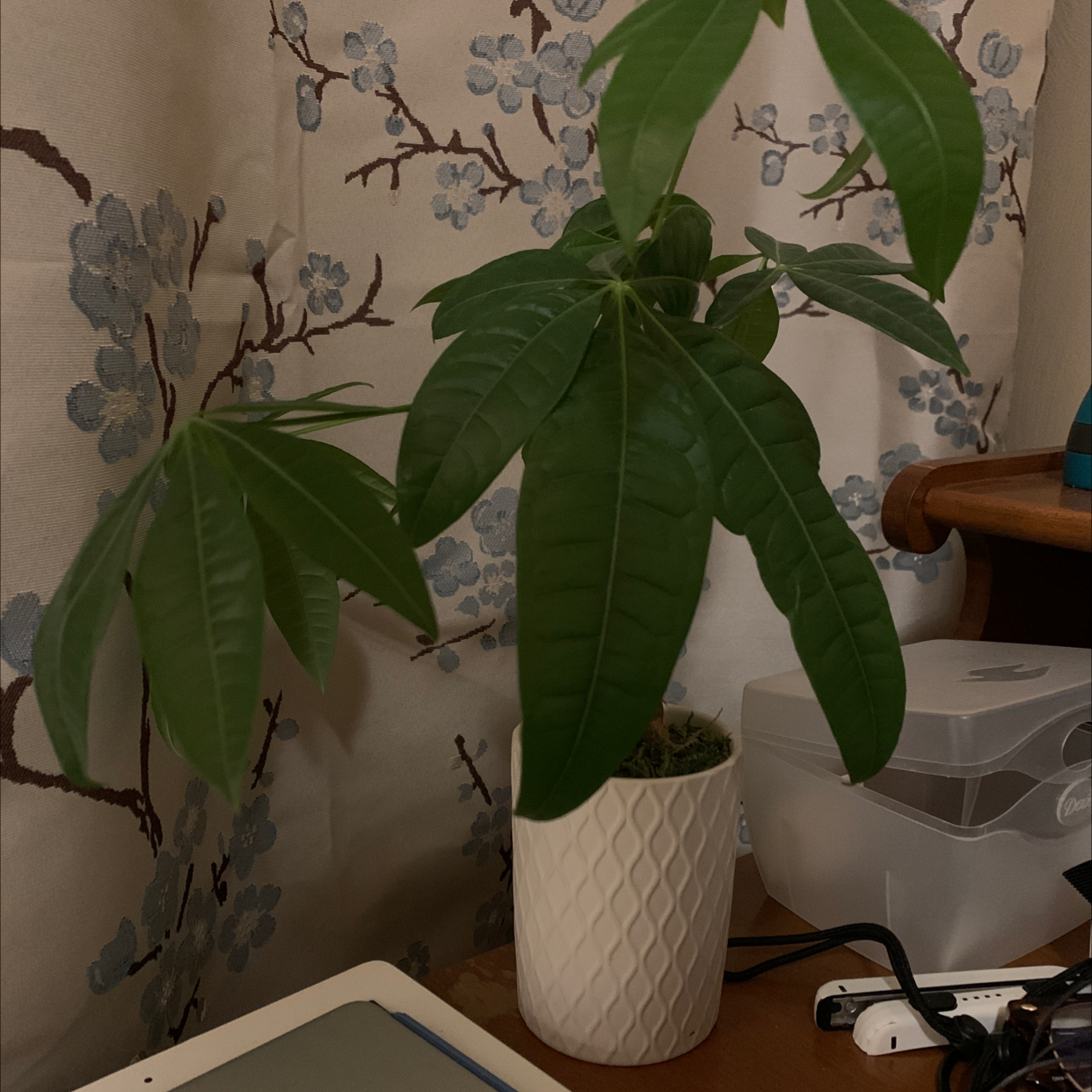 Healthy Money Tree plant with braided trunk and large green palmate leaves in a white textured ceramic pot.