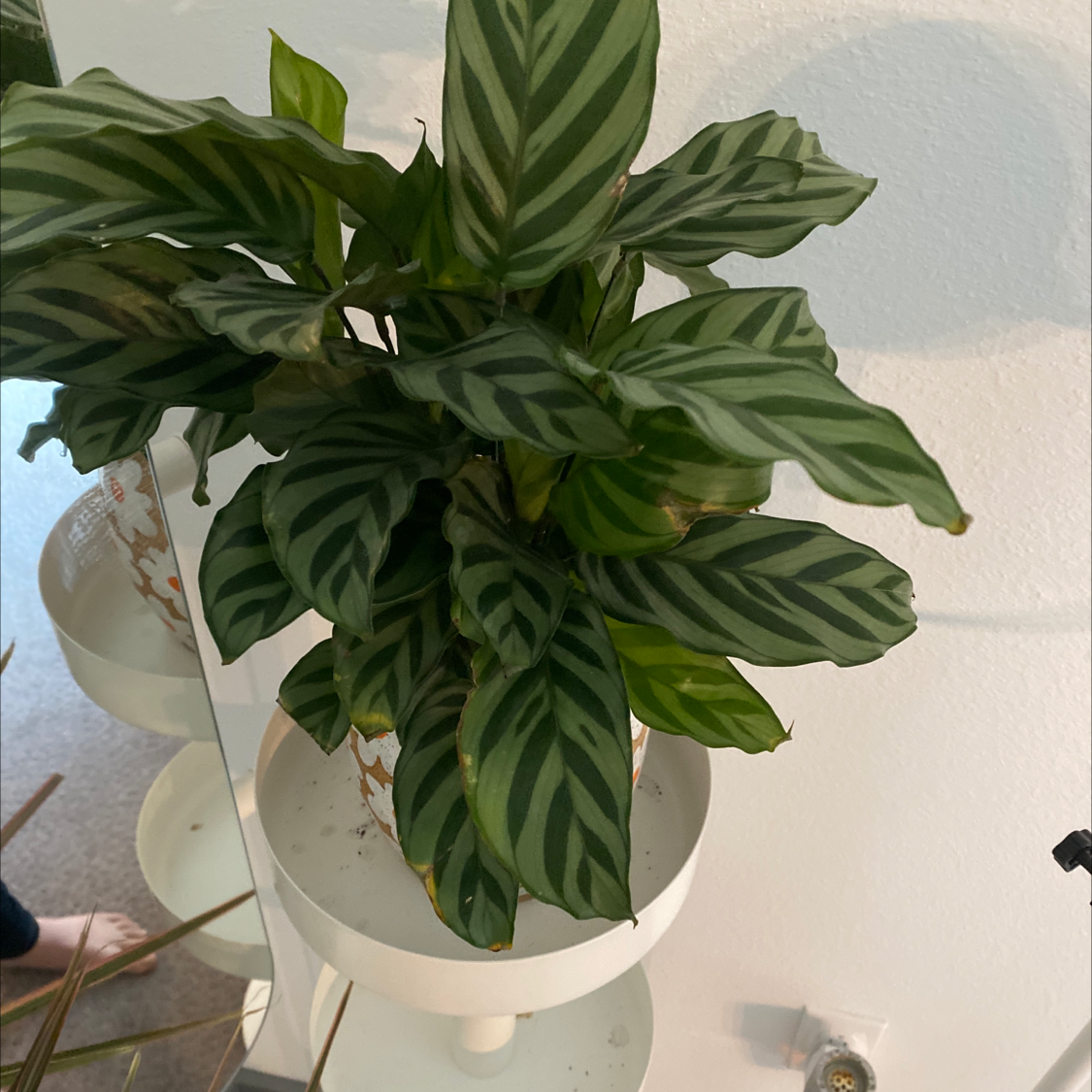 Healthy Calathea orbifolia plant with large green and white striped leaves, showcased by human hands in the frame.