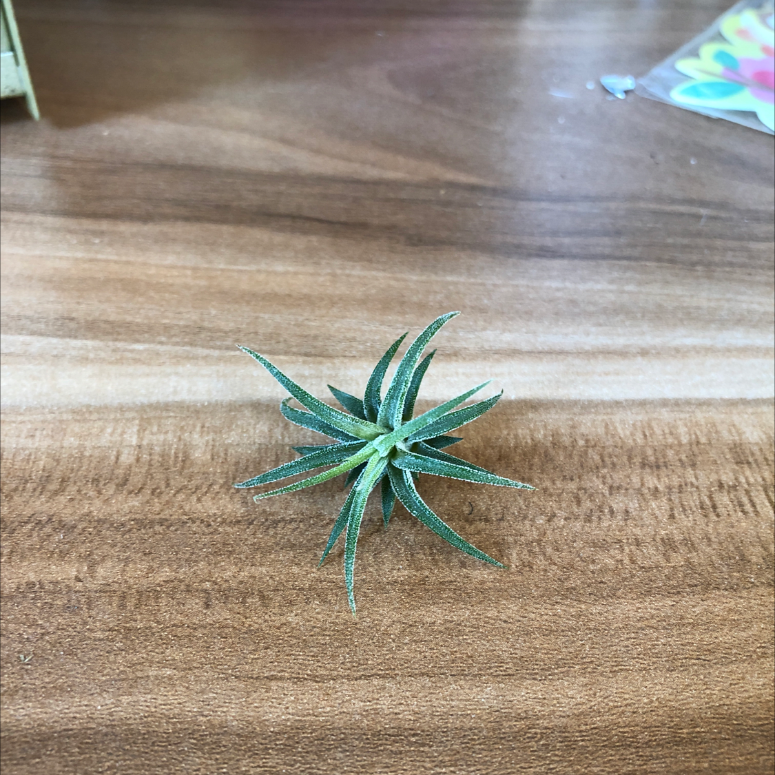 A small, healthy Blushing Bride air plant with spiky green and red-tipped leaves sitting on a wooden surface.
