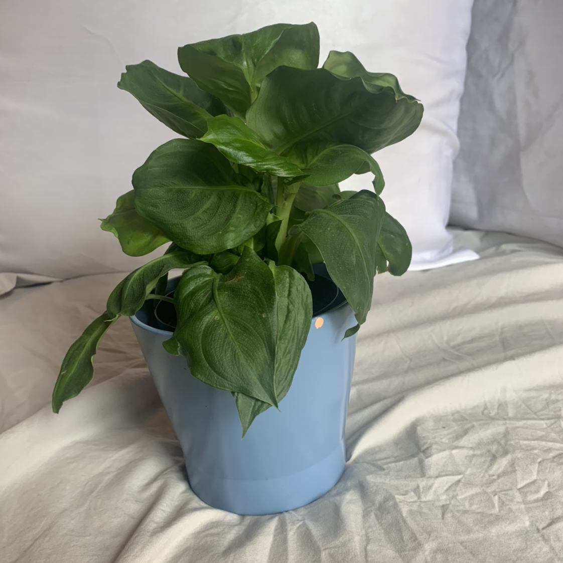 Photo of the plant species Keiffer Pear by Emma named ron on Greg, the plant care app