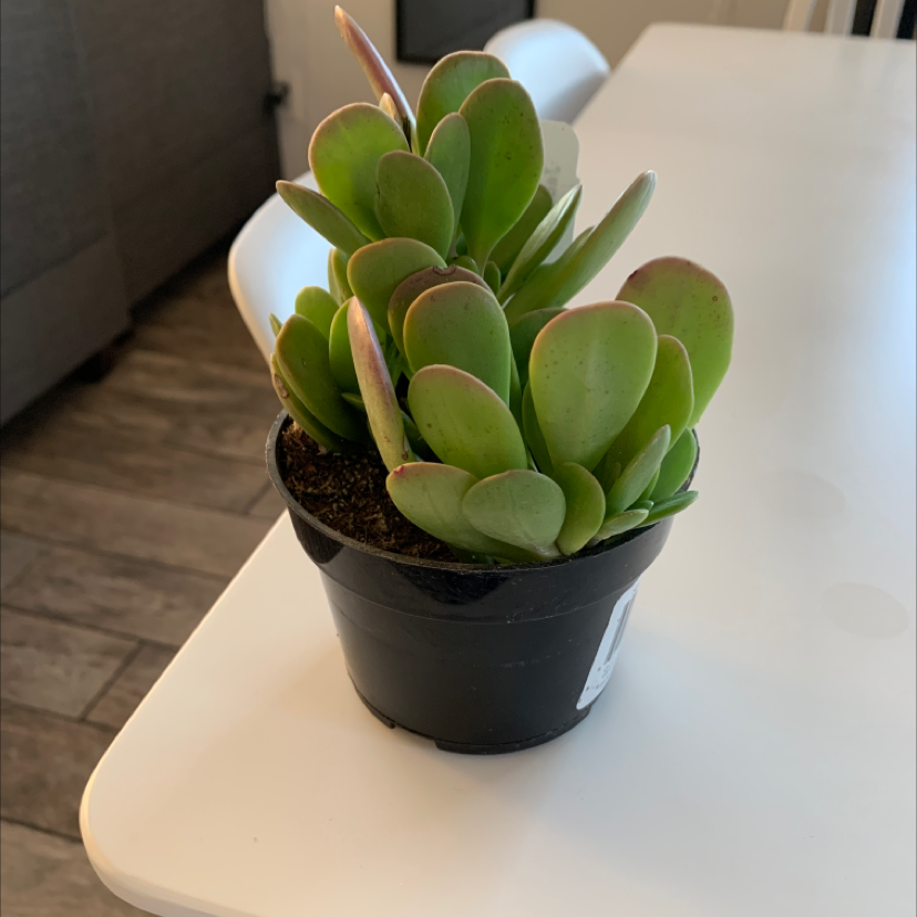 Healthy Flapjacks plant (Kalanchoe thyrsiflora) in a small black pot on a white table.