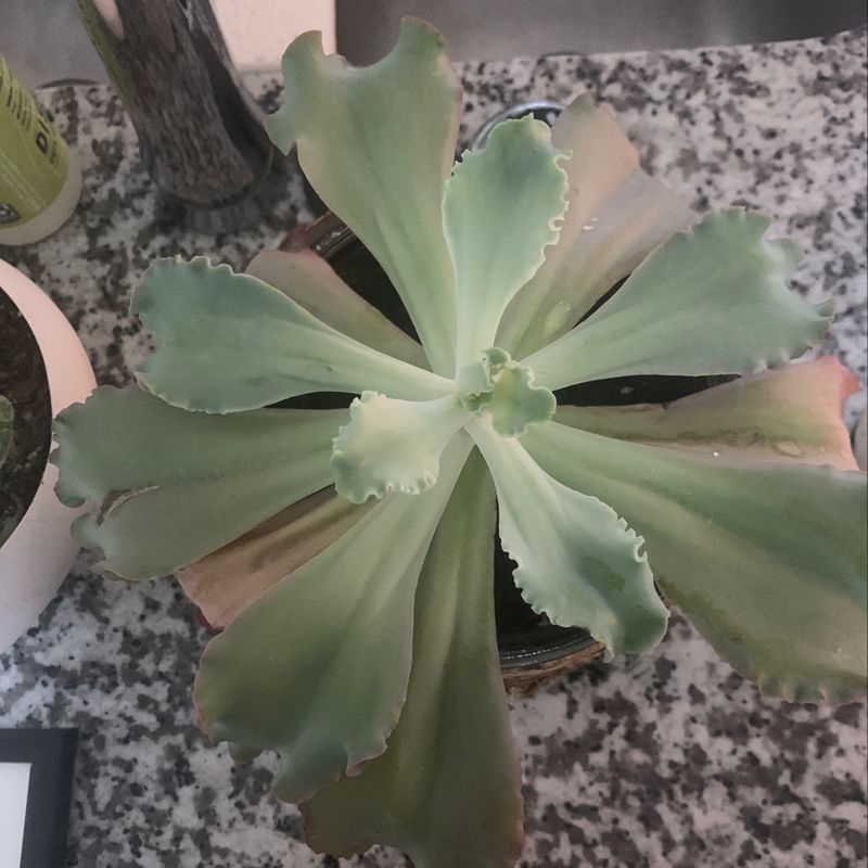 Pearl Echeveria plant with some browning leaves on a speckled surface.