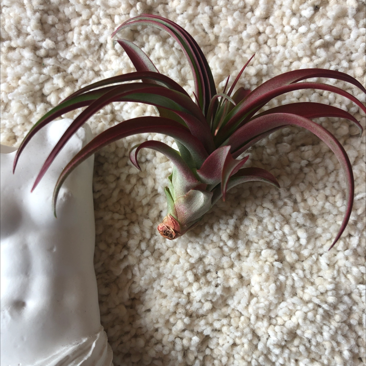 Medusa Head Air Plant on a textured surface next to a white torso object.