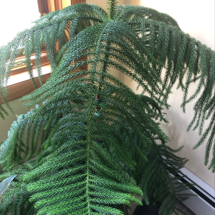 Norfolk Island Pine with lush, green foliage near a window indoors.