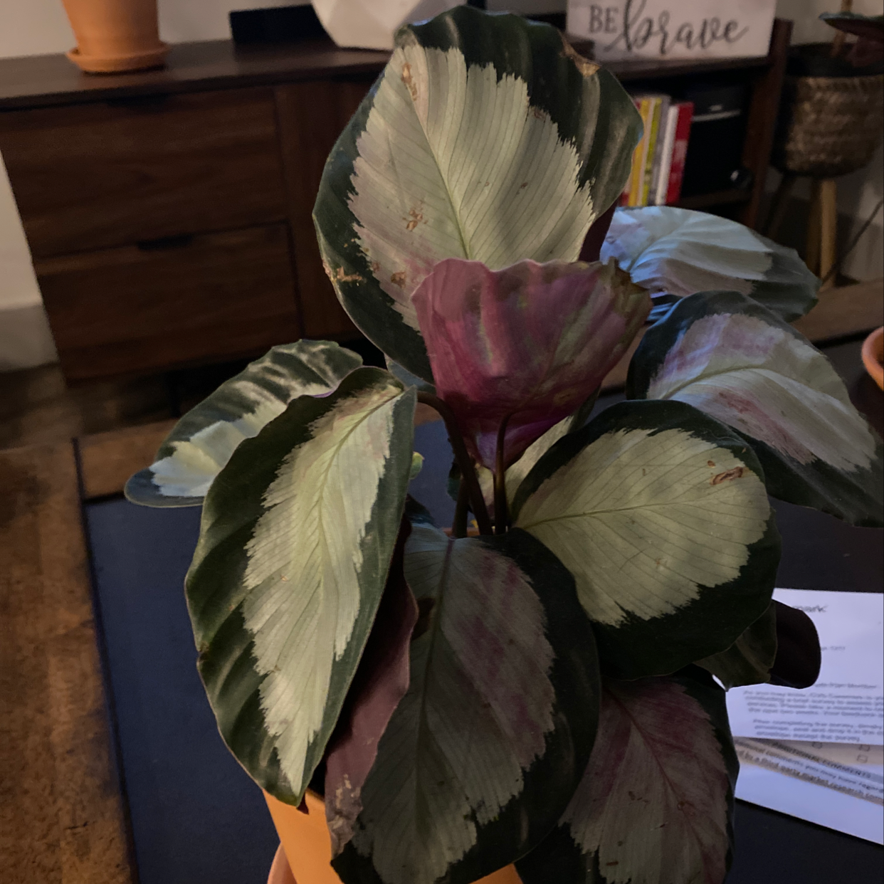 A healthy, vibrant calathea ornata plant with variegated green, white, and purple leaves, well-framed against a neutral background.