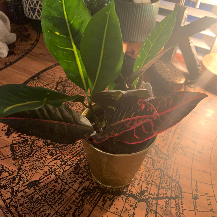 A Croton 'Petra' plant in a plastic pot, showing colorful variegated leaves with some yellowing, sitting on a patterned rug.