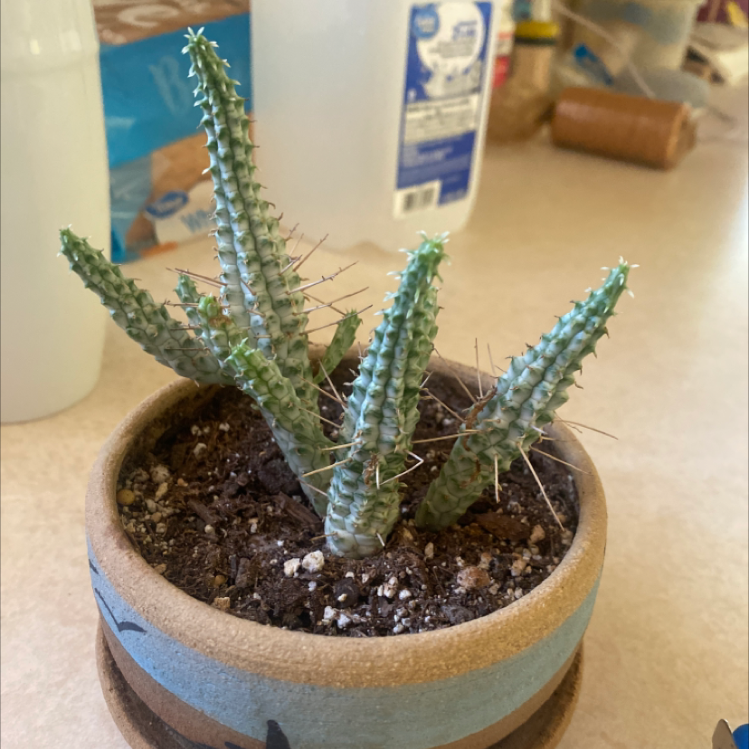 Eve's Needle Cactus in a pot with visible soil, well-framed and in focus.