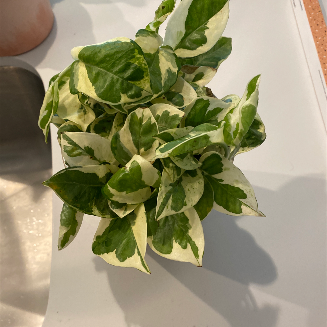 Potted variegated pothos plant with green and white heart-shaped leaves, appearing healthy and well cared for.