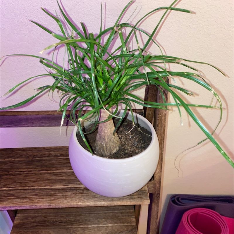 Healthy ponytail palm plant with long green leaves in a white pot on a wooden shelf.