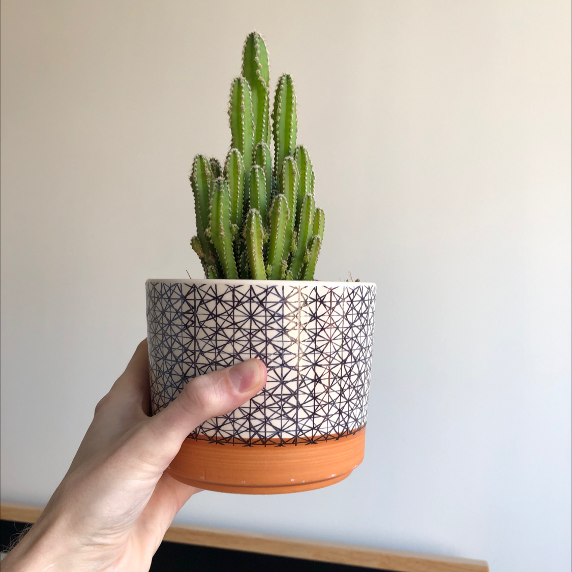Organ Pipe Cactus in a decorative pot held by a hand, plain background.