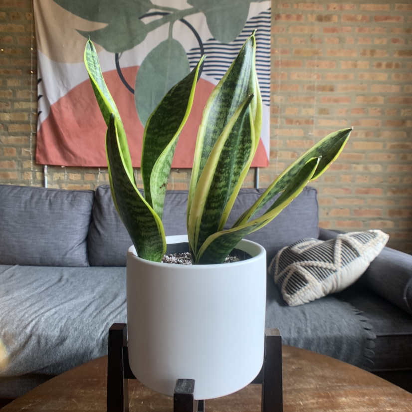Snake Plant in a white pot on a wooden stand, with a couch and wall hanging in the background.