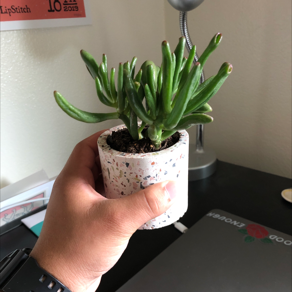 A healthy Jade plant in a small pot held by a hand.